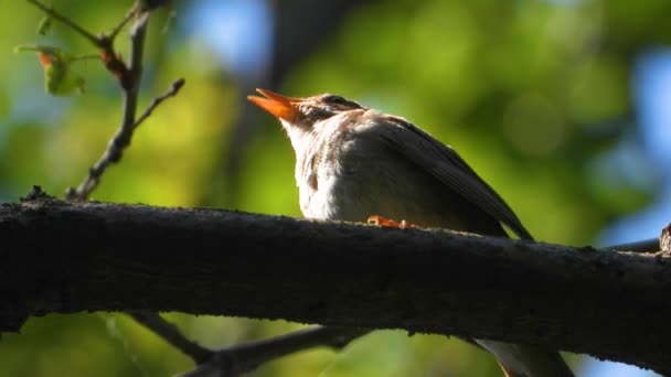 Cantando Ruiseñor Una Rama Árbol — Vídeos de Stock