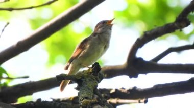 bir ağaç şube üzerinde şarkı Nightingale