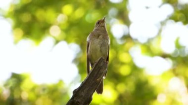 bir ağaç şube, ses üzerinde Nightingale şarkı