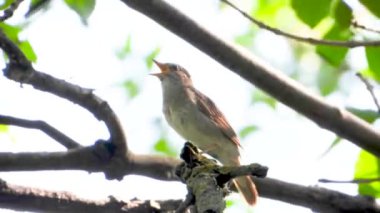 bir ağaç şube üzerinde şarkı Nightingale