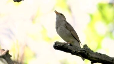 bir ağaç şube, ses üzerinde Nightingale şarkı