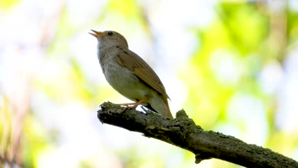 Śpiewanie Nightingale Gałęzi Drzewa — Wideo stockowe
