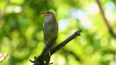 bir ağaç şube, ses üzerinde Nightingale şarkı
