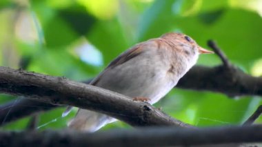 bir ağaç şube, ses üzerinde Nightingale şarkı