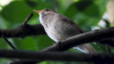 bir ağaç şube üzerinde şarkı Nightingale