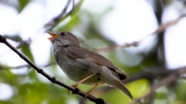 bir ağaç şube, ses üzerinde Nightingale şarkı