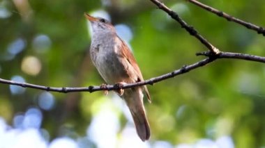 bir ağaç şube, ses üzerinde Nightingale şarkı
