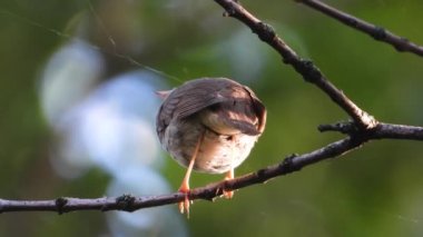 bir ağaç şube, ses üzerinde Nightingale şarkı