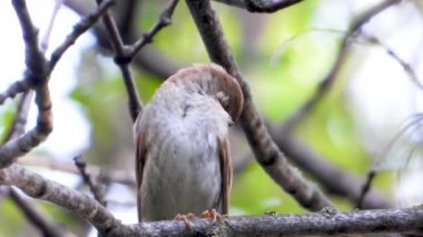 bir ağaç şube, ses üzerinde Nightingale şarkı