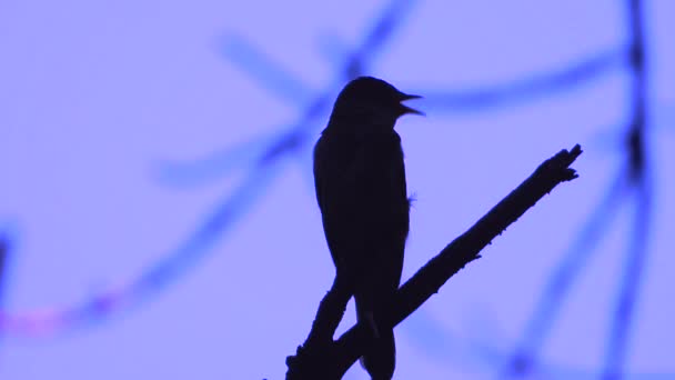 Nightingale Śpiewa Wieczorem Gałęzi Drzewa — Wideo stockowe