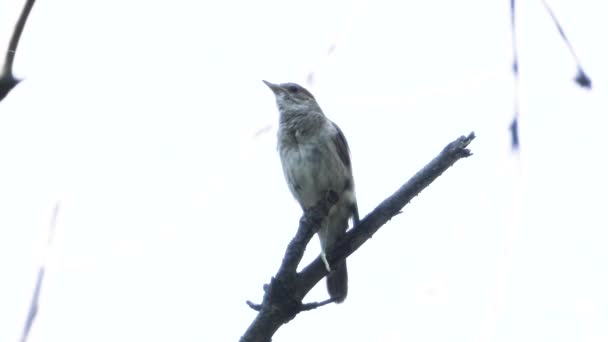 Énekelnek Nightingale Fióktelep Fehér Háttér Hang — Stock videók