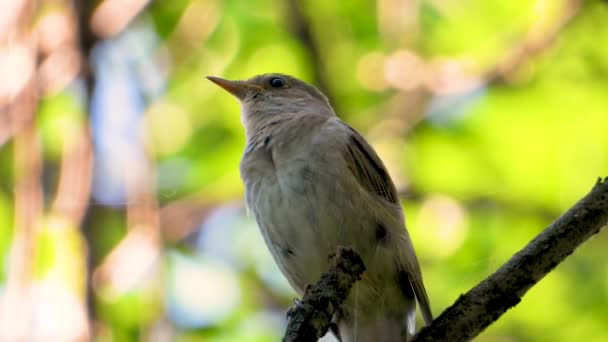 Singing Nightingale Tree Branch Sound — Stock Video