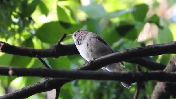 Śpiewając Nightingale Gałęzi Drzewa Dźwięk — Wideo stockowe