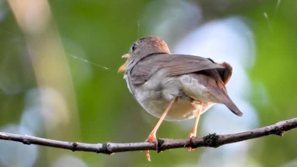 Śpiewanie Nightingale Gałęzi Drzewa — Wideo stockowe