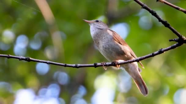 Singing Nightingale Tree Branch — Stock Video