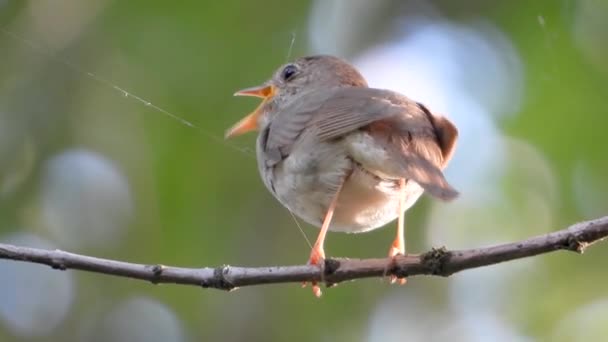 Bir Ağaç Şube Üzerinde Şarkı Nightingale — Stok video