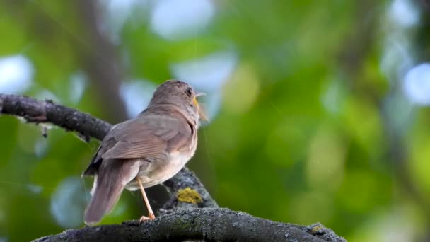 Nightingale Zingen Een Boomtak Geluid — Stockvideo