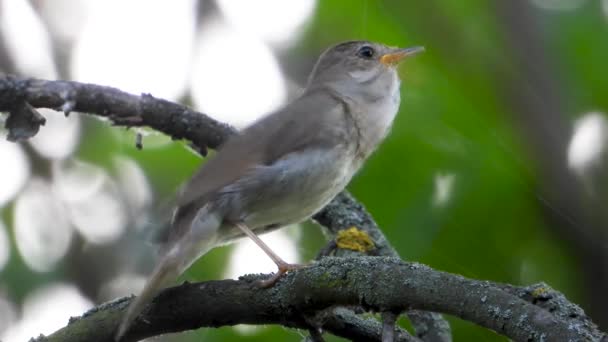 Bir Ağaç Şube Ses Üzerinde Nightingale Şarkı — Stok video