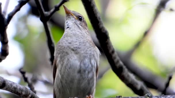 Cantando Ruiseñor Una Rama Árbol Sonido — Vídeos de Stock