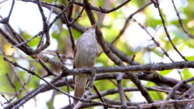 bir ağaç şube, ses üzerinde Nightingale şarkı