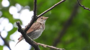 bir ağaç şube, ses üzerinde Nightingale şarkı