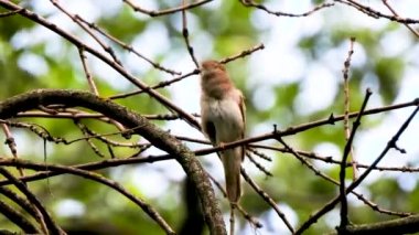 bir ağaç şube, ses üzerinde Nightingale şarkı
