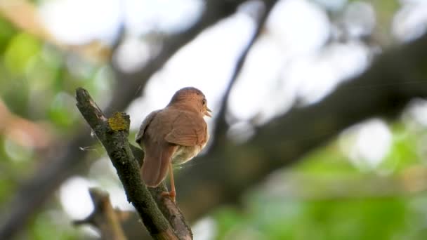 Cantando Ruiseñor Una Rama Árbol Sonido — Vídeos de Stock