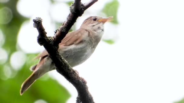 Bir Ağaç Şube Üzerinde Şarkı Nightingale — Stok video