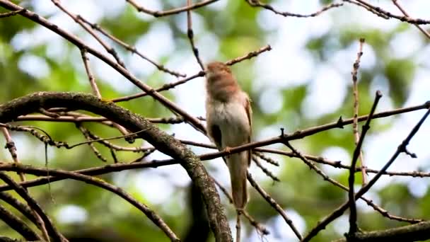 Bir Ağaç Şube Ses Üzerinde Nightingale Şarkı — Stok video