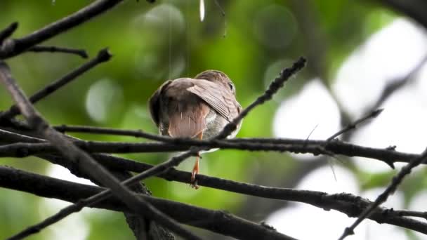 Cantando Ruiseñor Una Rama Árbol Sonido — Vídeo de stock