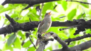 bir ağaç şube, ses üzerinde Nightingale şarkı