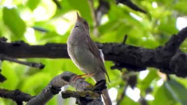 bir ağaç şube, ses üzerinde Nightingale şarkı