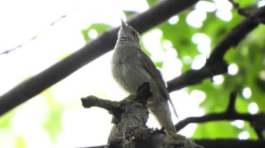 bir ağaç şube, ses üzerinde Nightingale şarkı