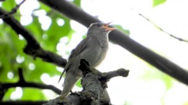 bir ağaç şube, ses üzerinde Nightingale şarkı