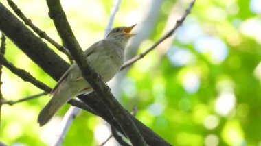 bir ağaç şube, ses üzerinde Nightingale şarkı