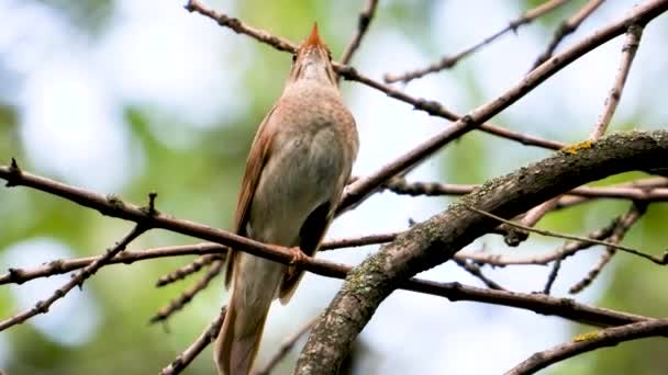 Cantando Ruiseñor Una Rama Árbol Sonido — Vídeos de Stock