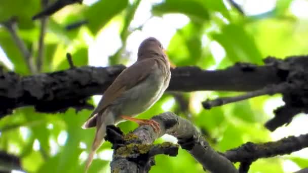 Nightingale Zingen Een Boomtak Geluid — Stockvideo