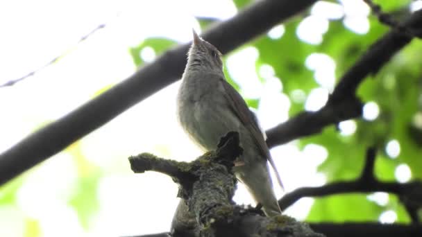 Singing Nightingale Tree Branch Sound — Stock Video