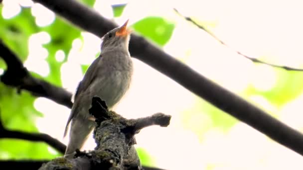 Cantando Ruiseñor Una Rama Árbol Sonido — Vídeos de Stock