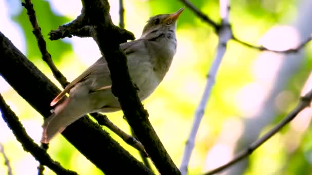 Cantando Ruiseñor Una Rama Árbol — Vídeos de Stock