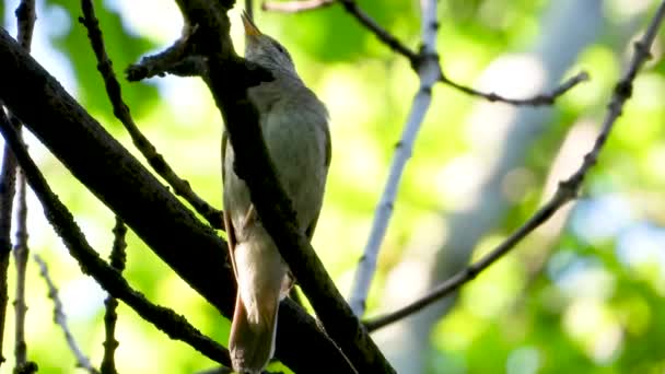 Cantando Ruiseñor Una Rama Árbol — Vídeos de Stock