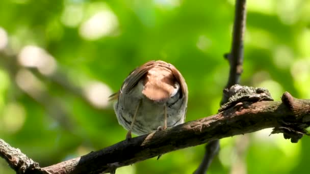 Nightingale Está Comendo Mosquito Enquanto Canta — Vídeo de Stock