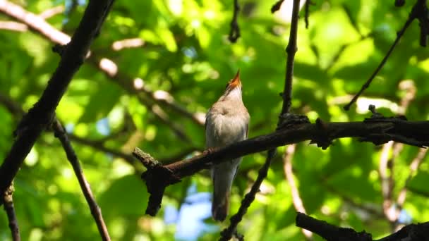 Cantando Usignolo Ramo Albero Suono — Video Stock