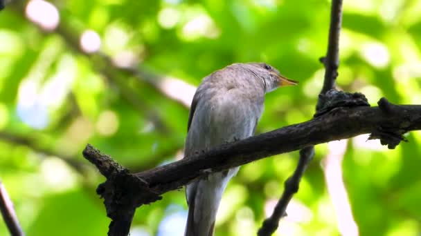 Nightingale Zingen Een Boomtak Geluid — Stockvideo