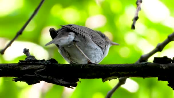 Cantando Usignolo Ramo Albero — Video Stock