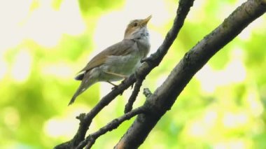 bir ağaç şube, ses üzerinde Nightingale şarkı