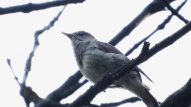 beyaz bir arka planda bir şube üzerinde bülbül şarkı, ses