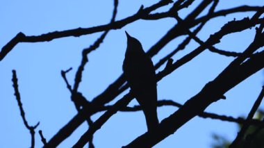 Nightingale akşam bir ağacın bir şube üzerinde şarkı