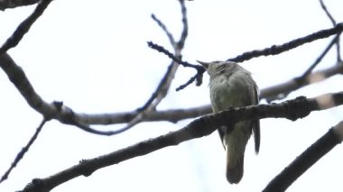 beyaz bir arka planda bir şube üzerinde bülbül şarkı, ses