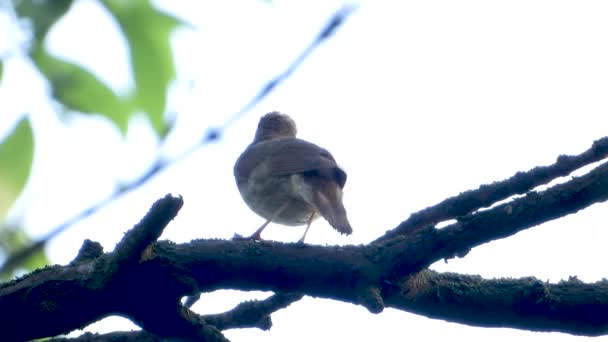 Cantando Usignolo Ramo Albero Suono — Video Stock